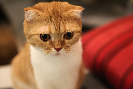 Cute ginger and white Scottish Fold looking down 